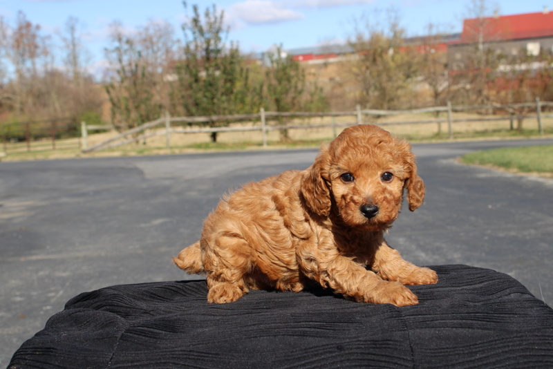 puppy, for, sale, Mini Poodle, Matthew B. Stoltzfus, dog, breeder, Gap, PA, dog-breeder, puppy-for-sale, forsale, nearby, find, puppyfind, locator, puppylocator, aca